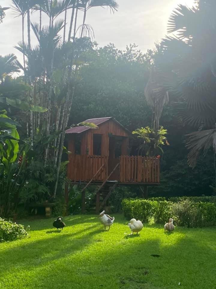 La Purruja Lodge Golfito Exterior photo
